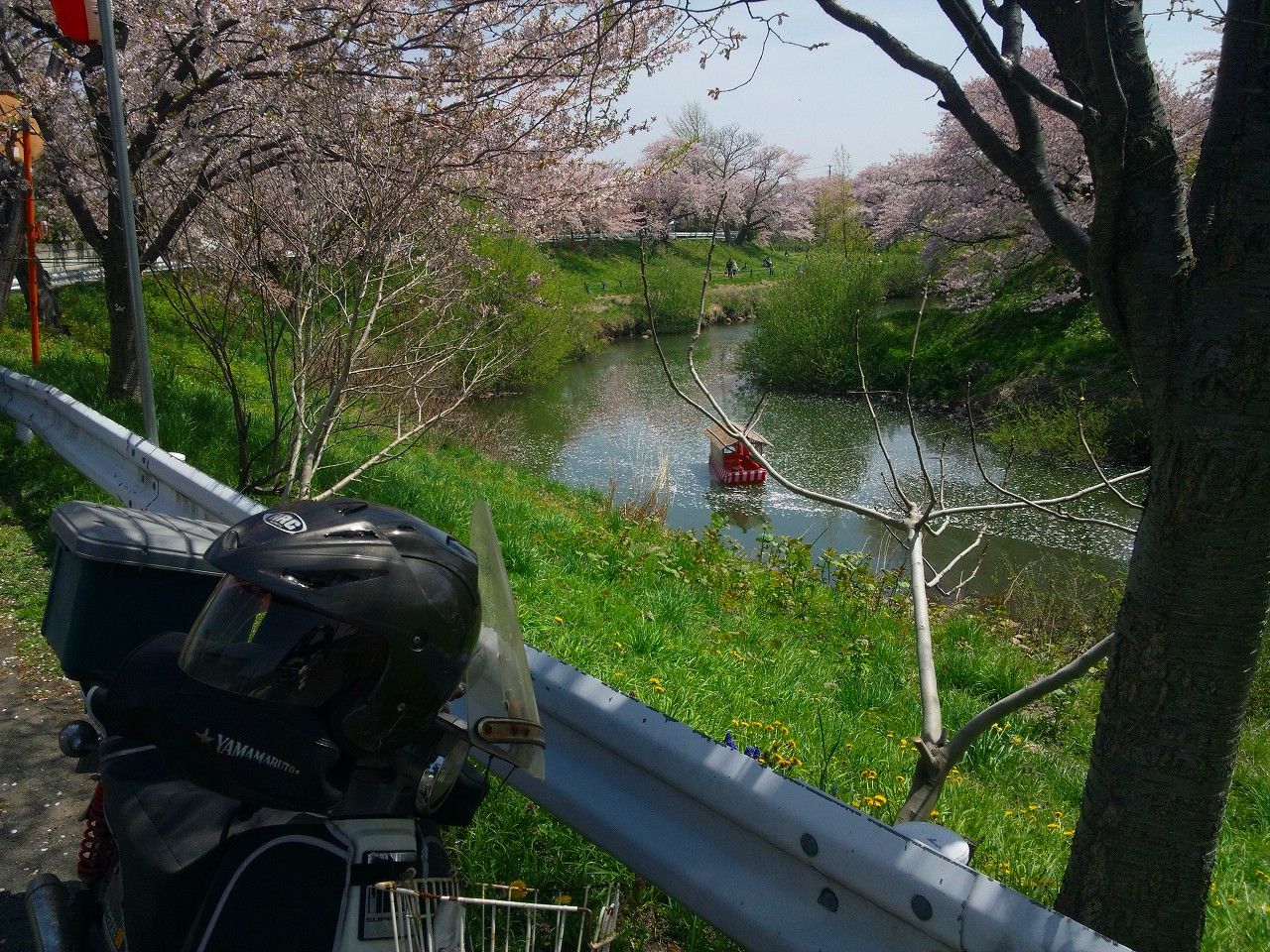 ぼやぁ っと ぶらぁ っと カブ ピース