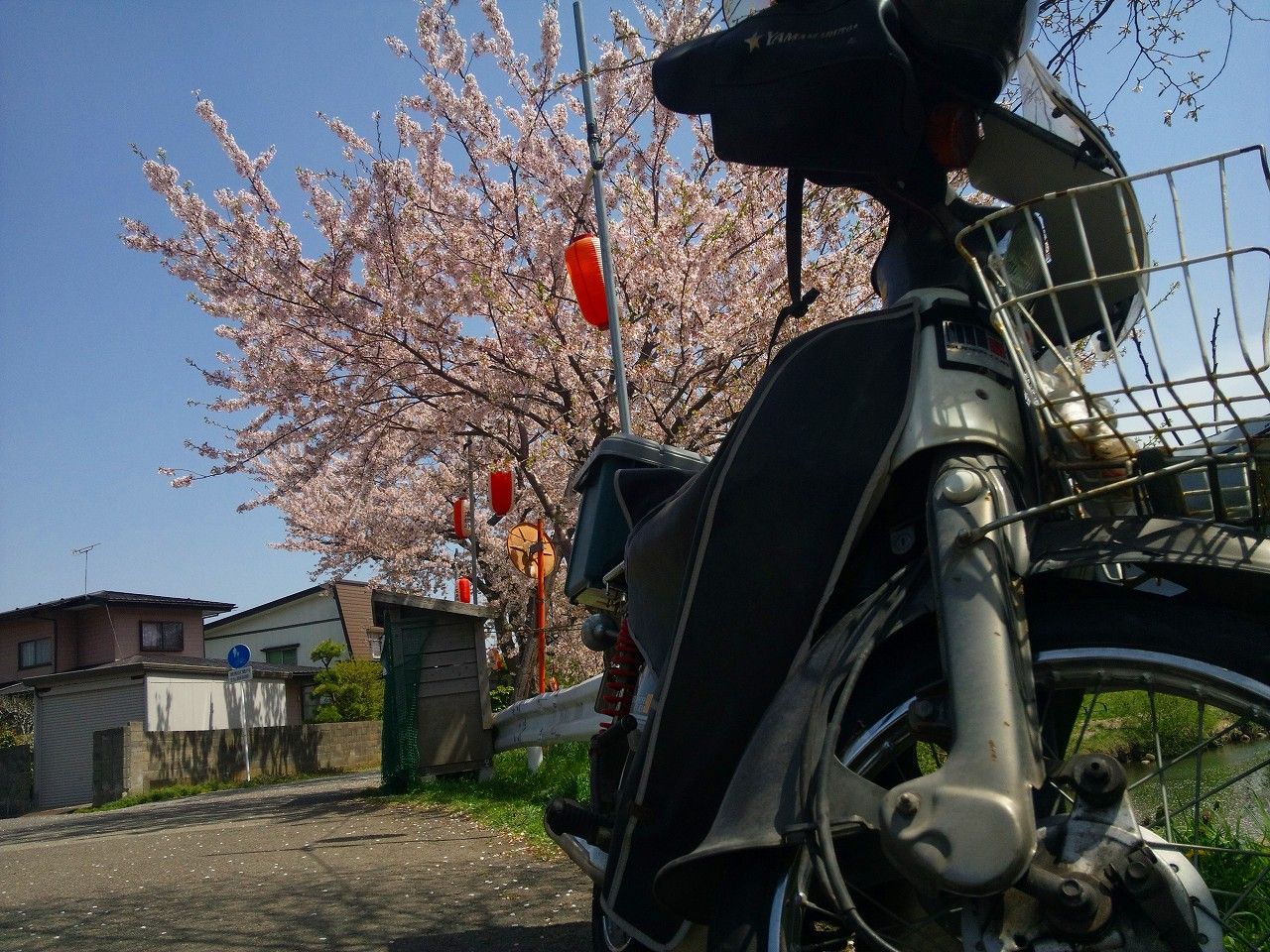 ぼやぁ っと ぶらぁ っと カブ ピース