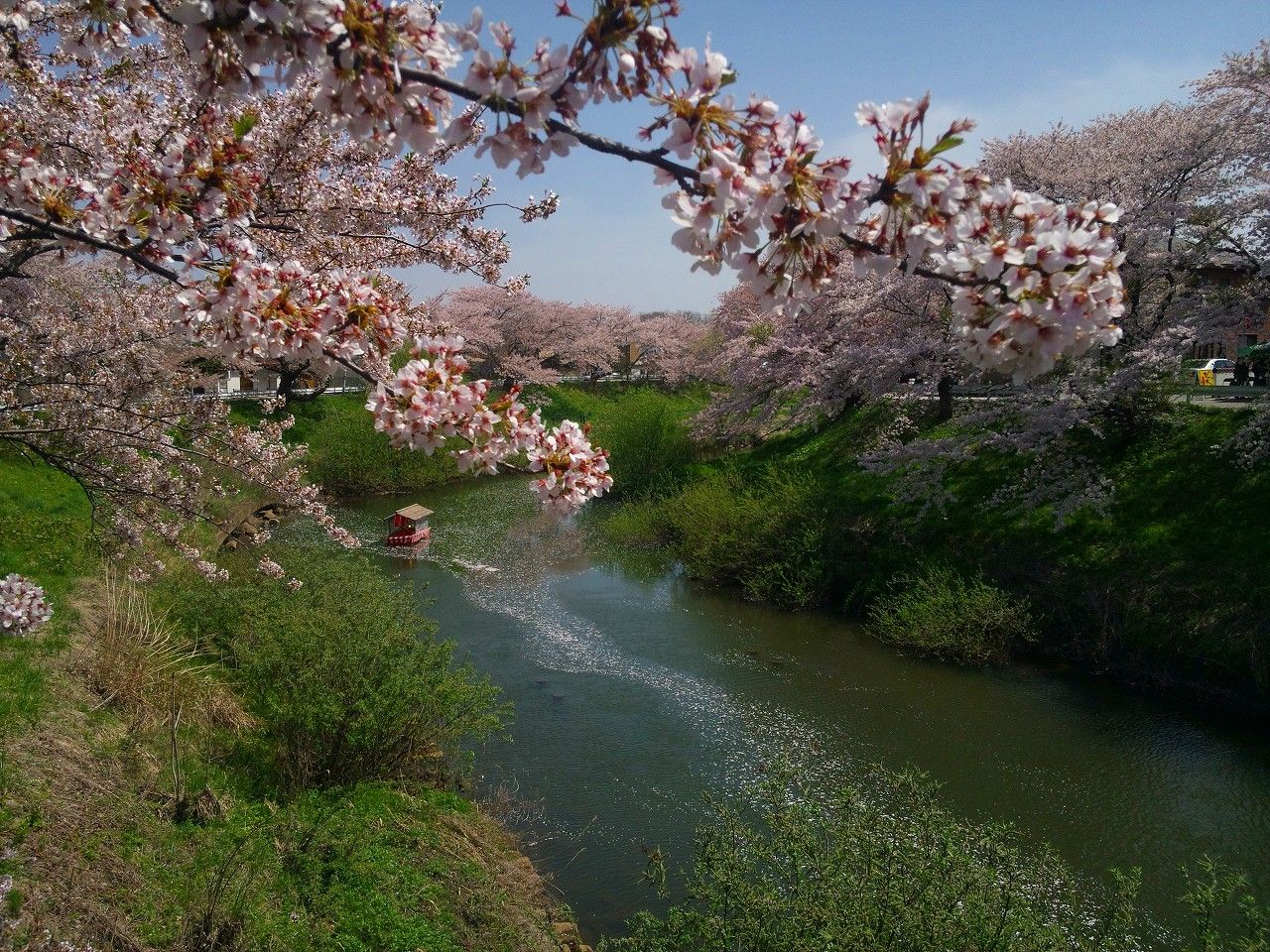 ぼやぁ っと ぶらぁ っと カブ ピース