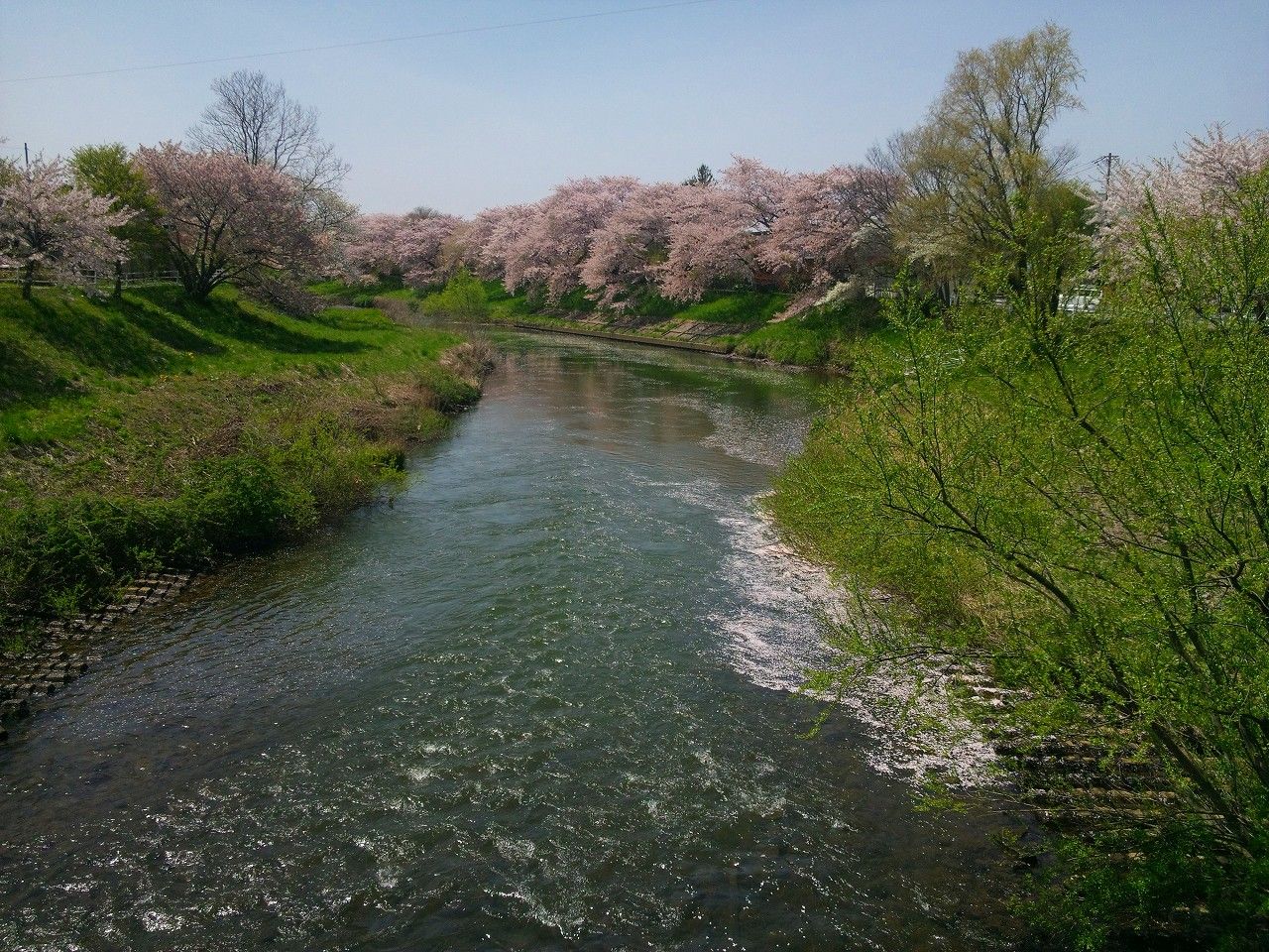 ぼやぁ っと ぶらぁ っと カブ ピース