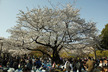 yoyogi_park3