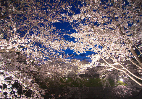 ohanami