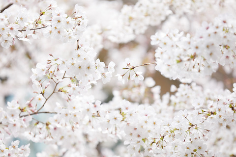 BJ CLASSIC COLLECTION