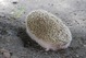 321903_156292247794160_100002401567804_294711_390925701_o