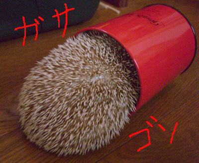 kankan1