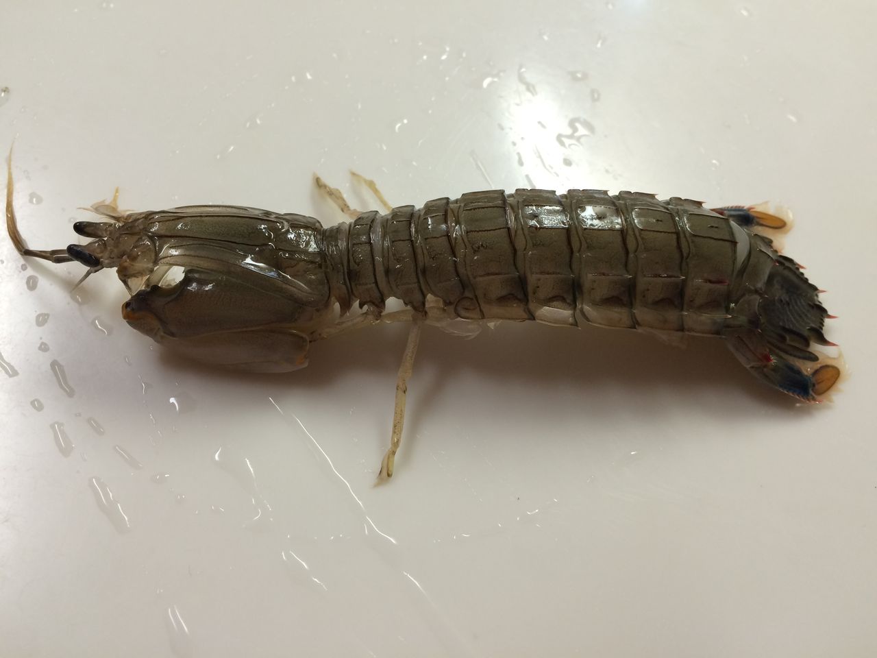 ガサエビ しゃこ のお刺身 管理栄養士 健康ライター 志水あいの食育日記 ガサエビ しゃこ のお刺身 管理栄養士 健康ライター 志水あいの食育日記