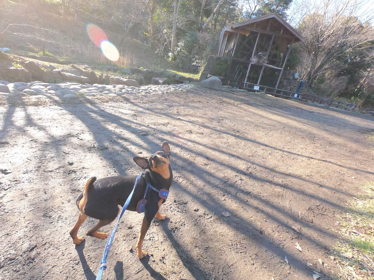 レオ君。 犬のホテル犬ぐるみブログ