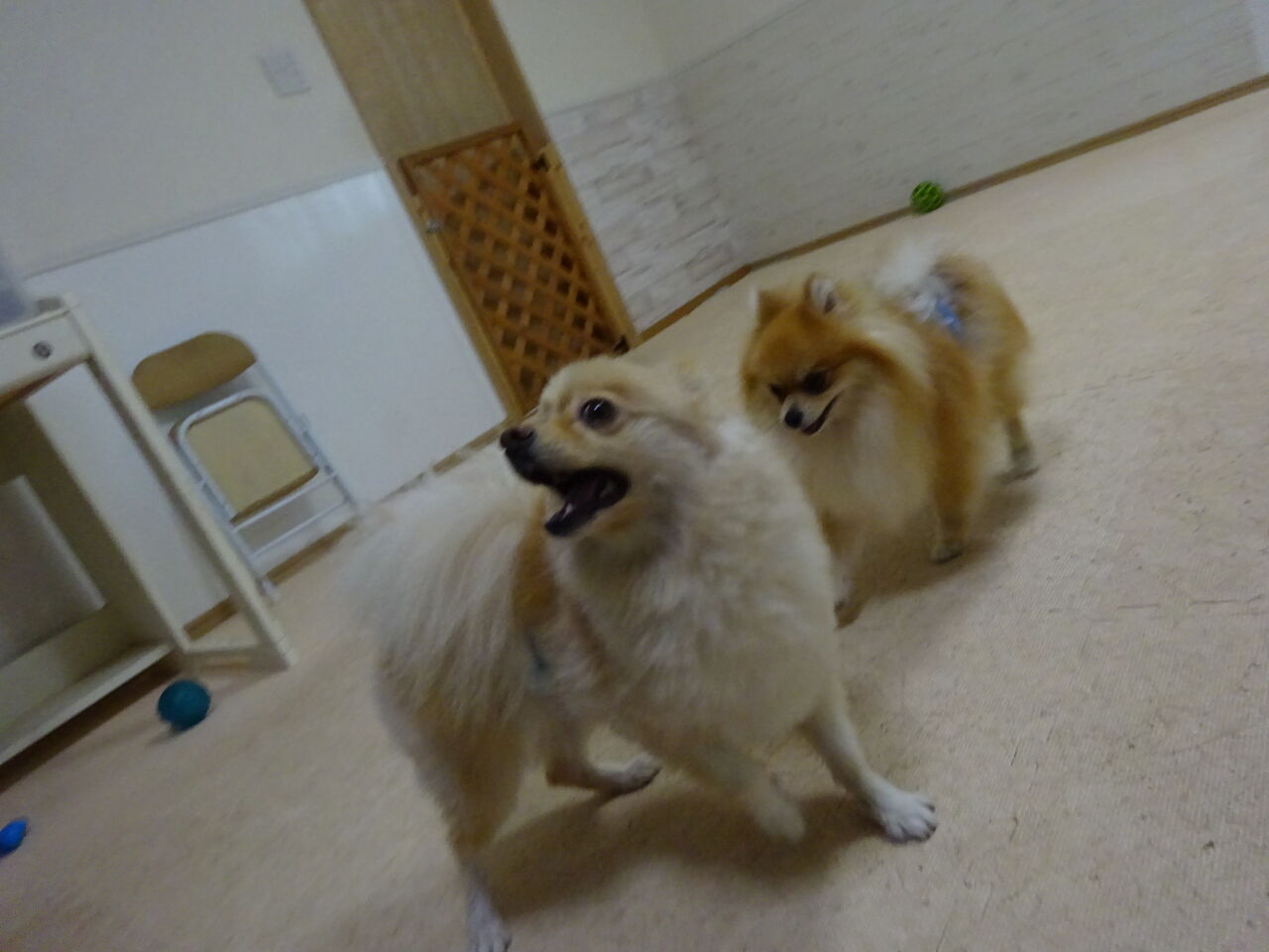 ラッキーちゃんとコロちゃん 犬のホテル犬ぐるみブログ