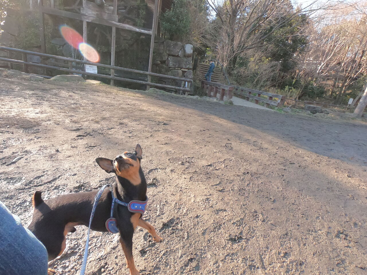 レオ君。 犬のホテル犬ぐるみブログ