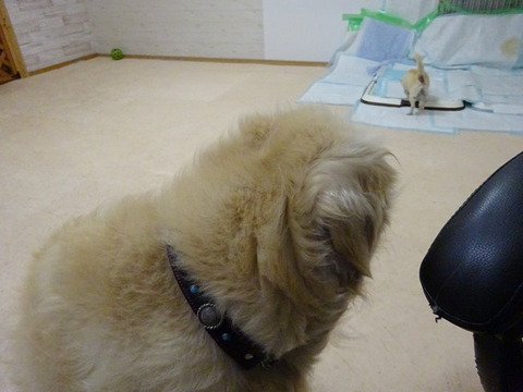 エマちゃんの可愛い後頭部とアーロン君のお尻 犬のホテル犬ぐるみブログ エマちゃんの可愛い後頭部とアーロン君のお尻 犬のホテル犬ぐるみブログ