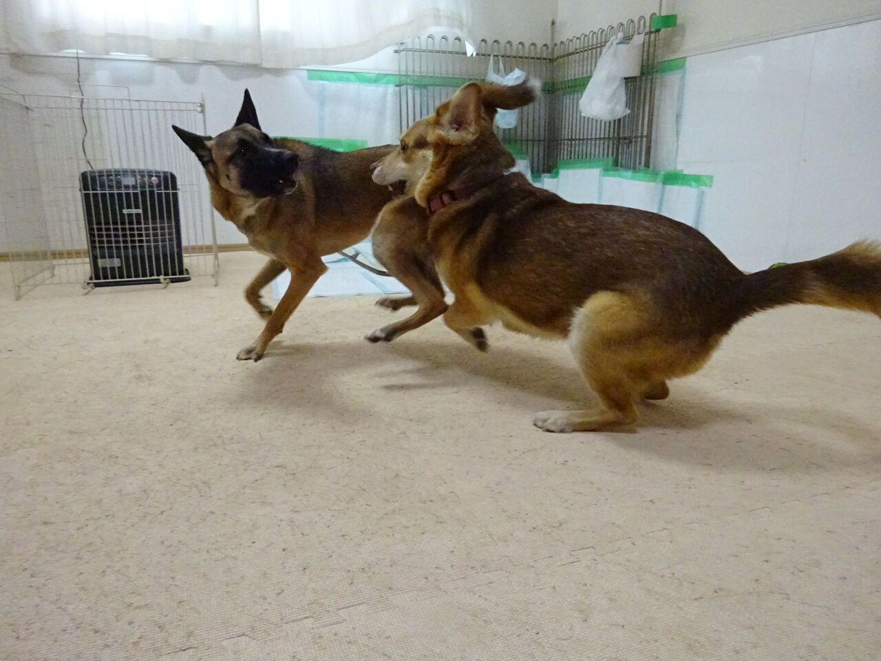 ペコちゃん 犬のホテル犬ぐるみブログ
