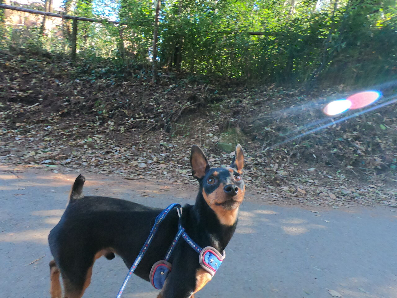 レオ君。 犬のホテル犬ぐるみブログ