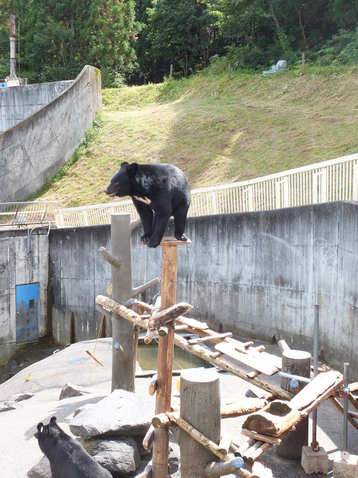くまくまこぐま 月の輪小学校 : 孤独と孤高の狭間 其処に羆