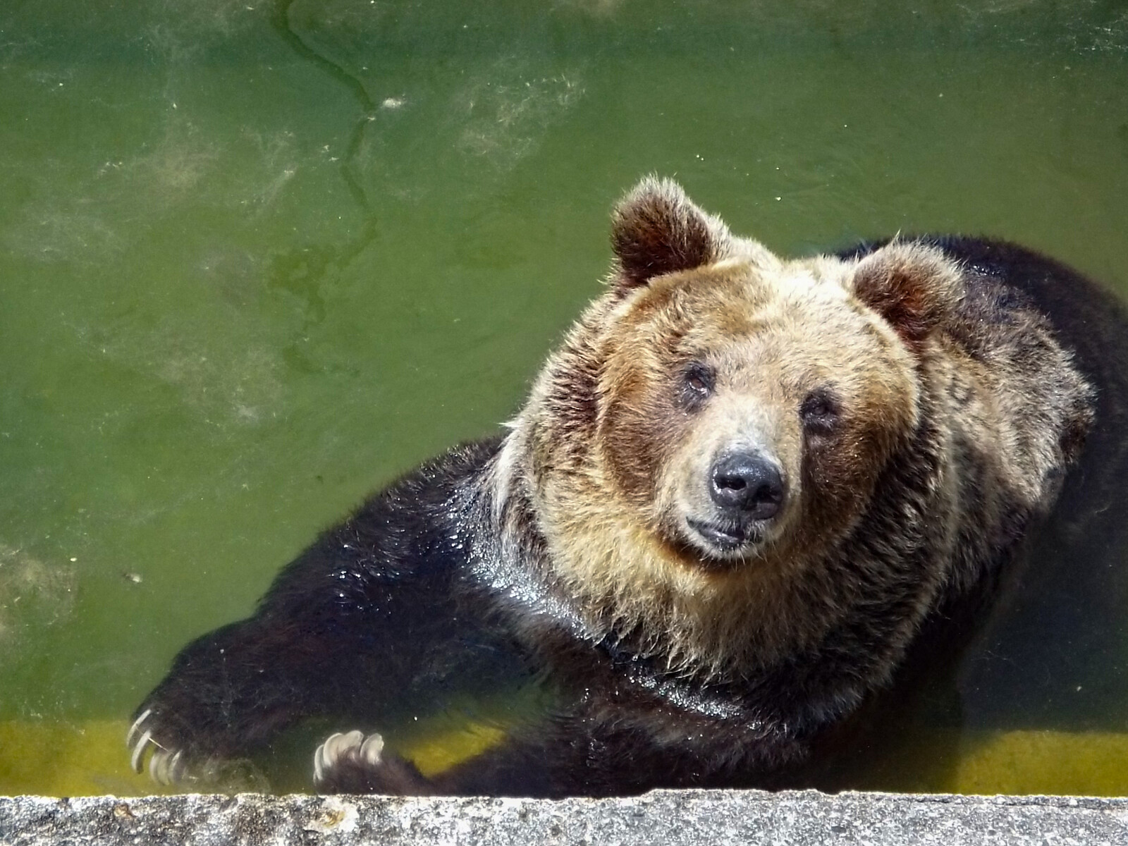 エゾヒグマ 孤独と孤高の狭間 其処に羆
