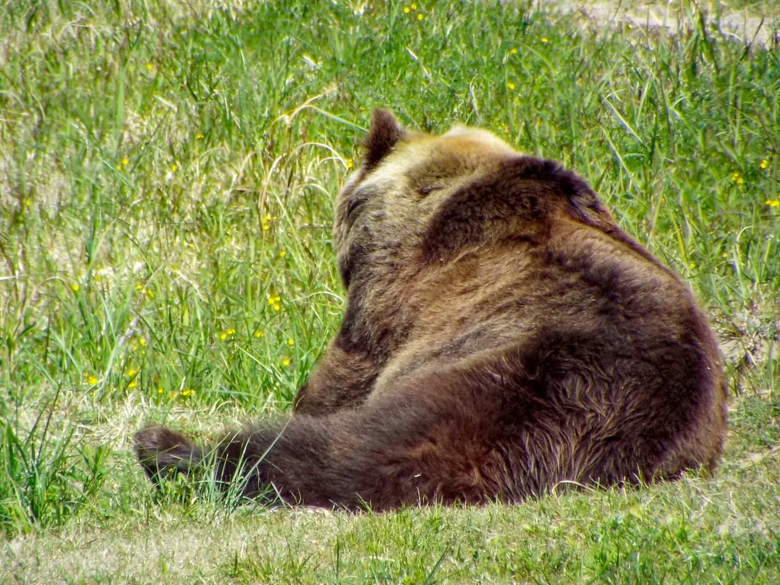 ヨーロッパヒグマに逢いに アドベン 孤独と孤高の狭間 其処に羆 ヨーロッパヒグマに逢いに アドベン 孤独と孤高の狭間 其処に羆