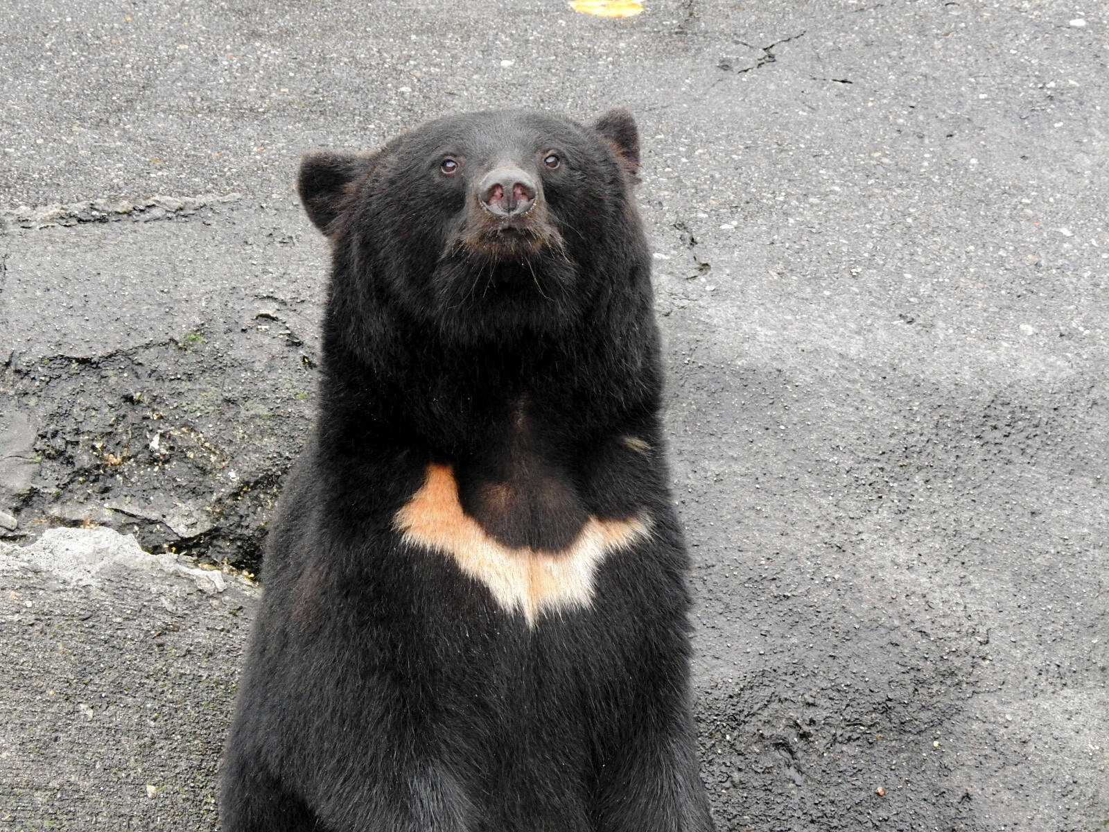 ツキノワたち ～2020夏 くまくま園～ : 孤独と孤高の狭間 其処に羆