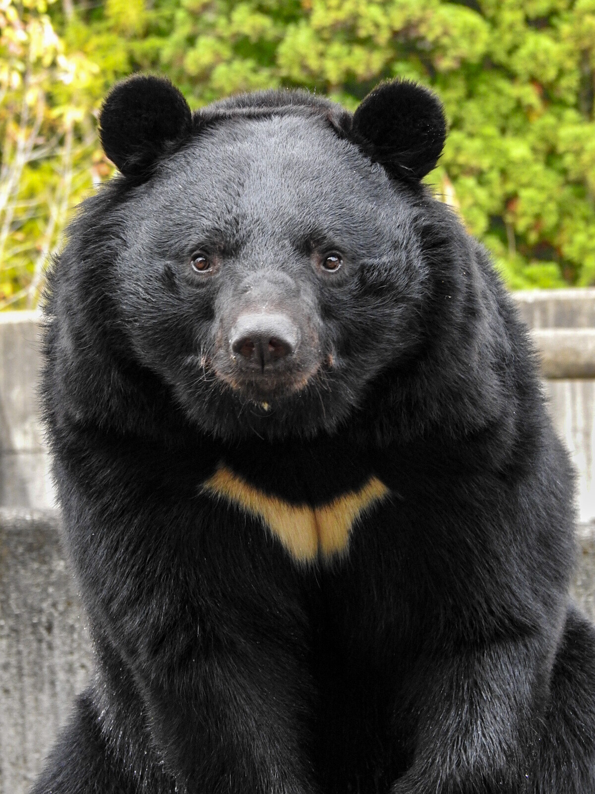 逢えた月の輪、逢えなかった月の輪 ～くまくま園 2020年秋～ : 孤独と