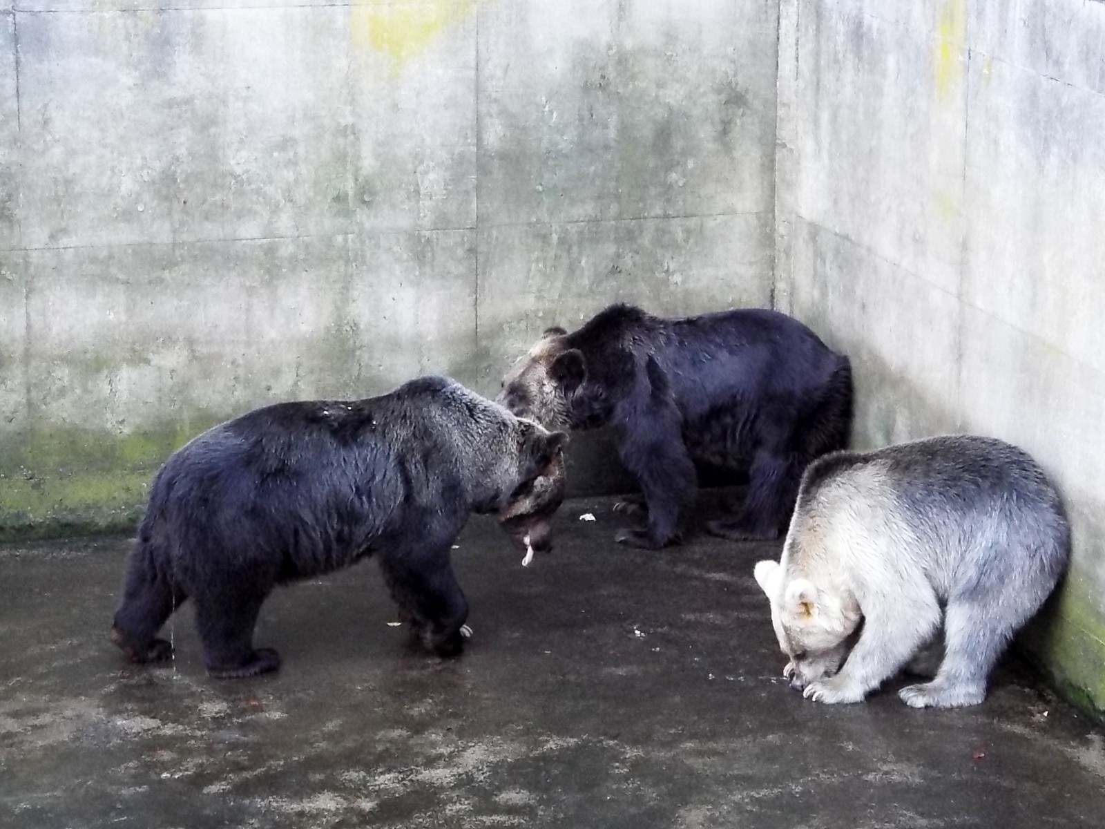 白雪ヨンちゃん 芦野公園のヒグマたち （4） : 孤独と孤高の狭間 其処に羆