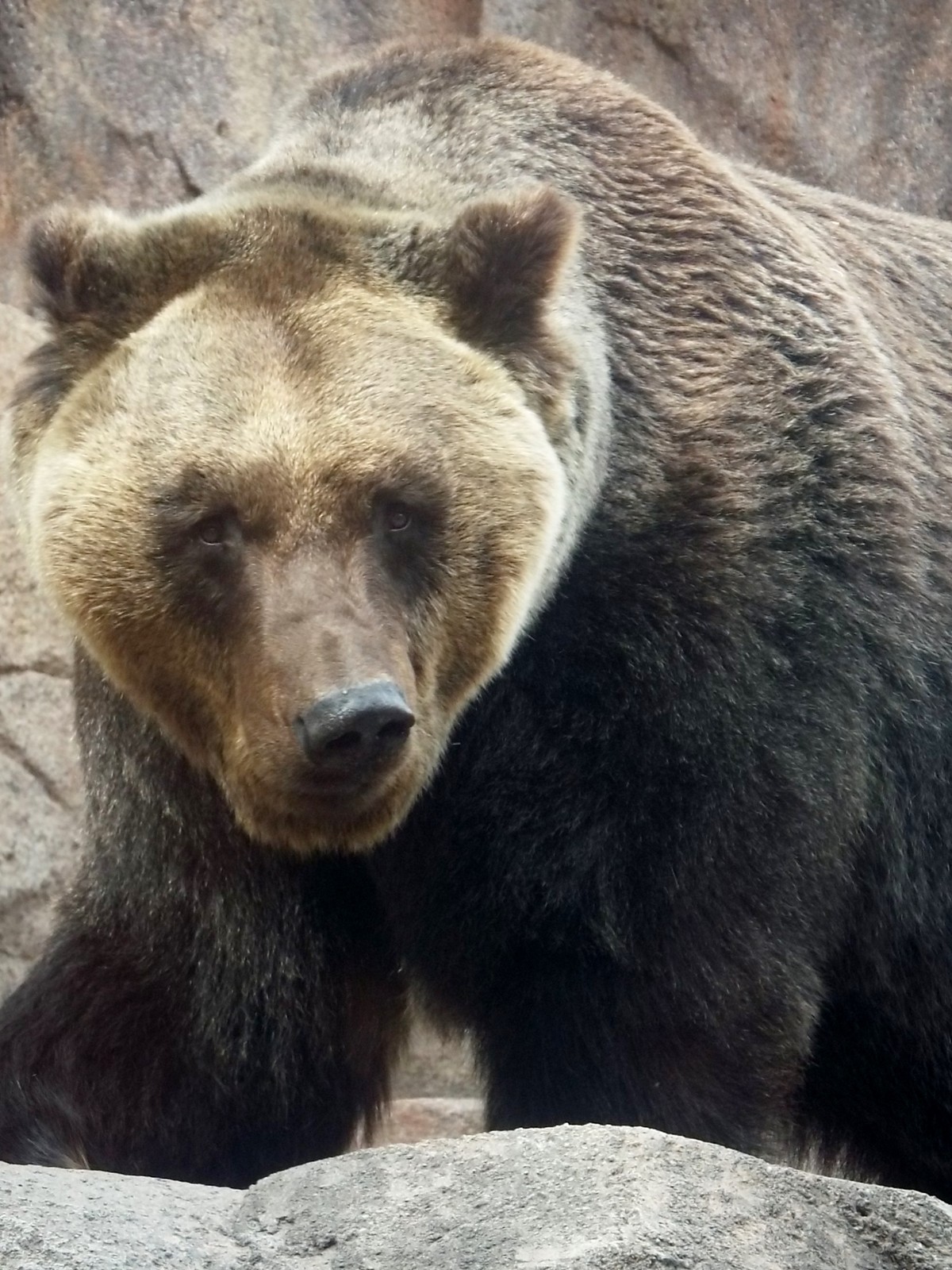 サトエ LOVE ～ロクジ＆サトエ～ : 孤独と孤高の狭間 其処に羆