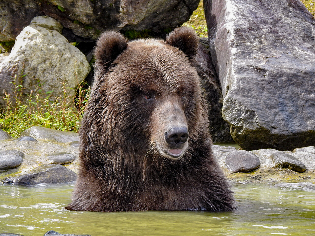 走り 波打つゴロー くまくま園 21秋 孤独と孤高の狭間 其処に羆