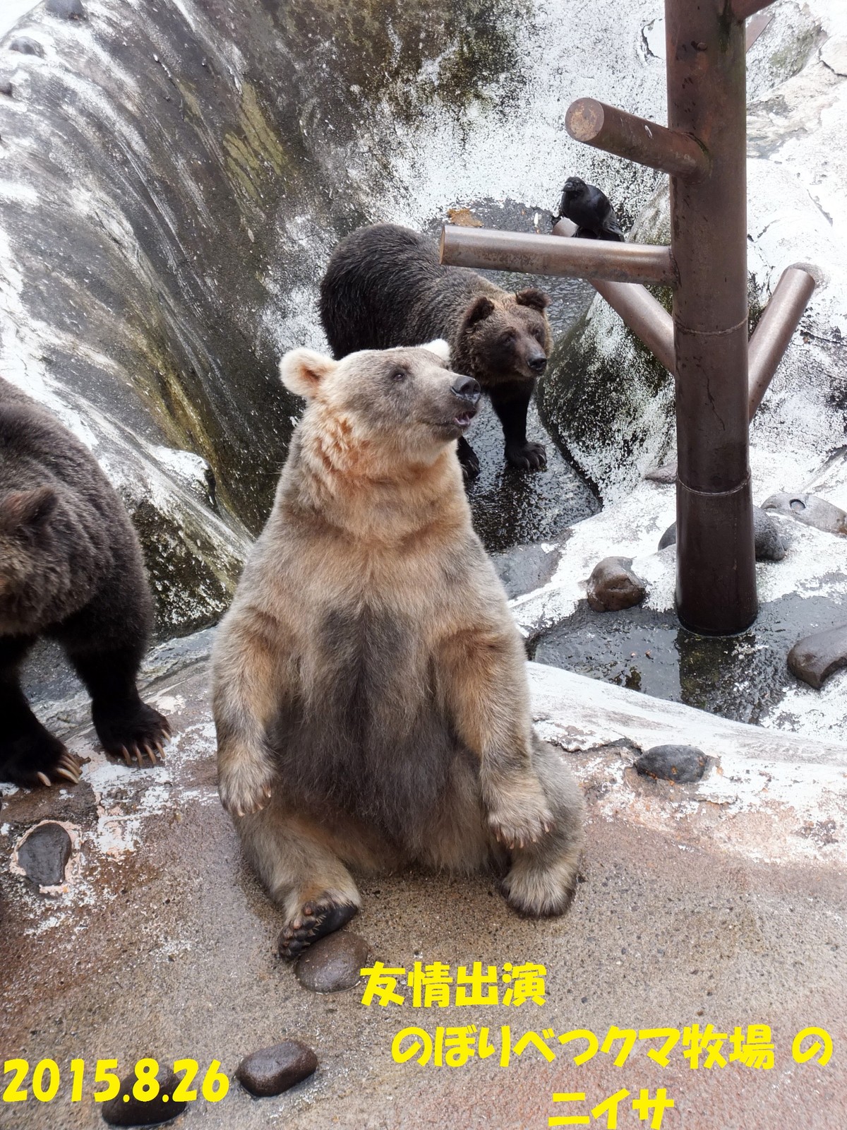 白雪ヨンちゃん 芦野公園のヒグマたち （4） : 孤独と孤高の狭間 其処に羆