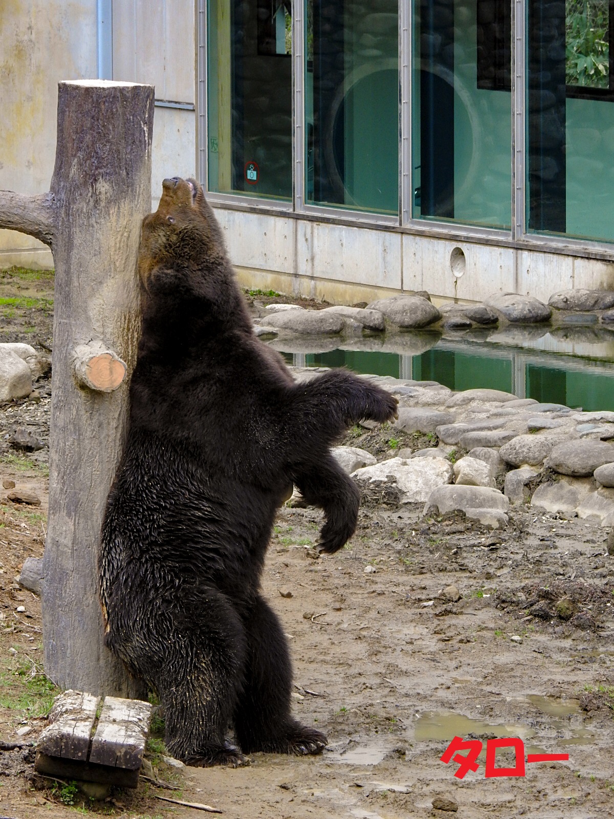 雄羆たちの春事情 21年春 くまくま園 孤独と孤高の狭間 其処に羆