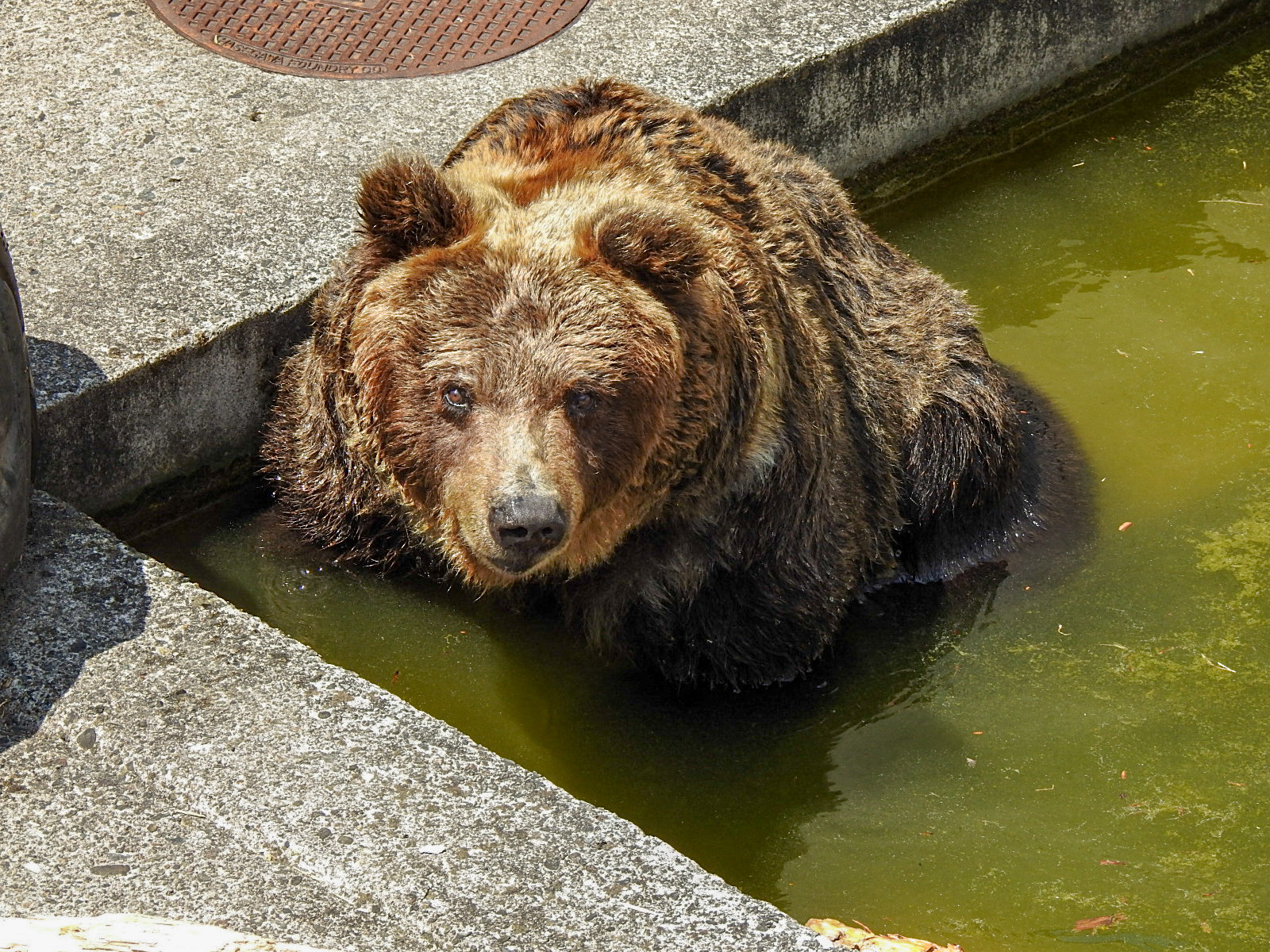 貴女が元気で嬉しい 花子 19春 くまくま園 孤独と孤高の狭間 其処に羆