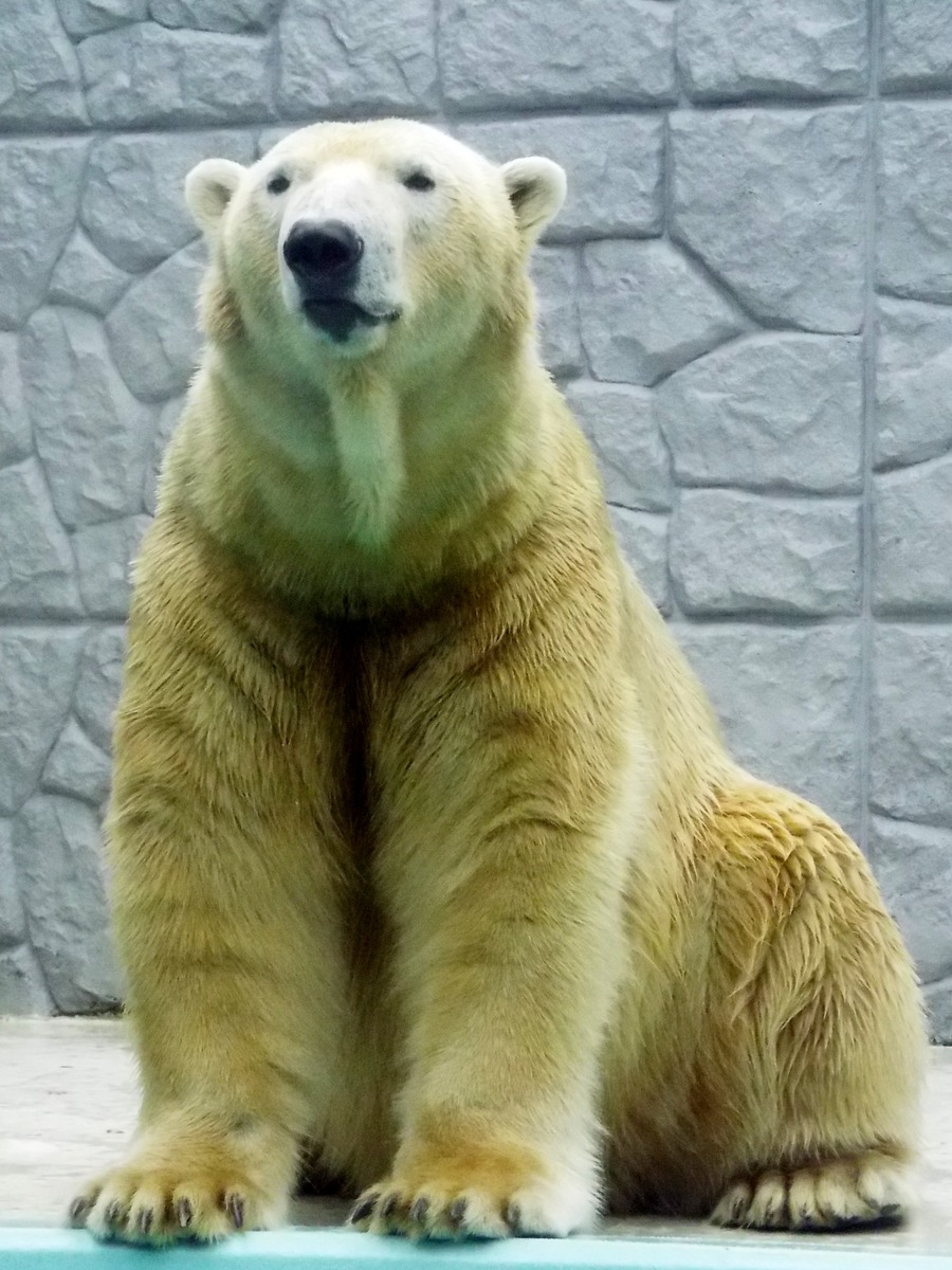 29-161127russiy