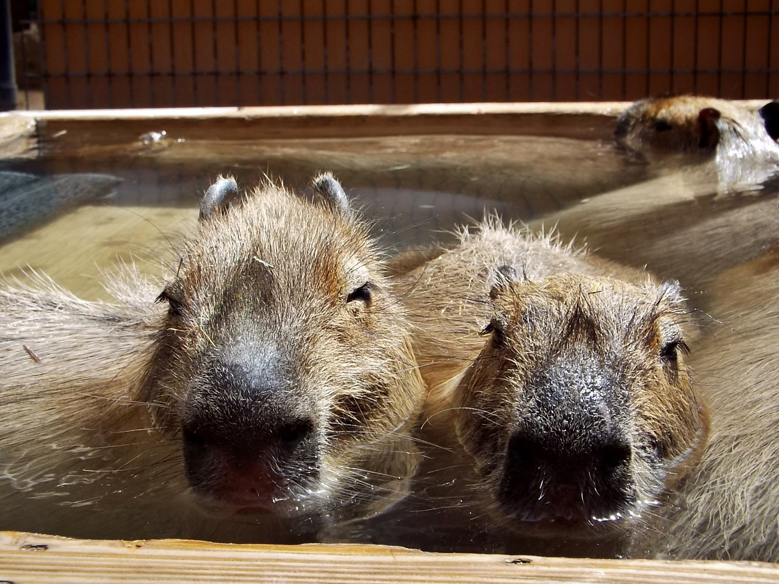 穏やか 須坂の小獣たち 孤独と孤高の狭間 其処に羆