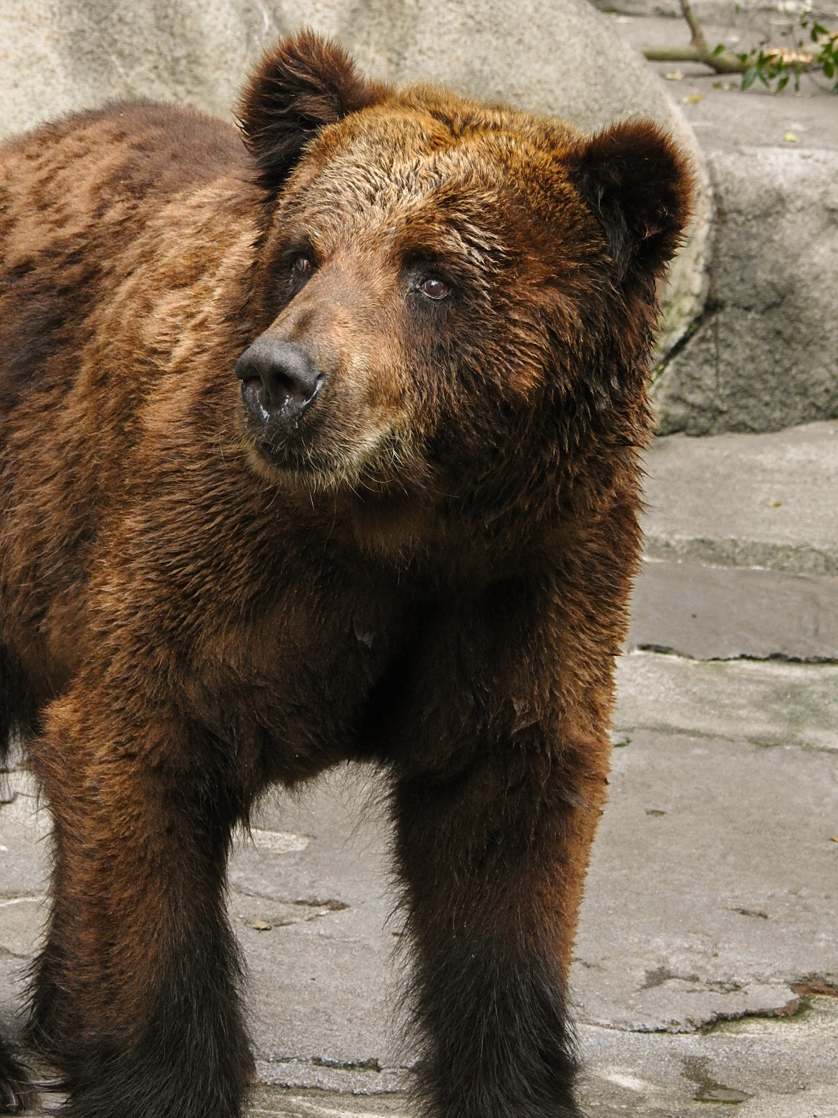 奇跡のピリカの軌跡 前編 孤独と孤高の狭間 其処に羆