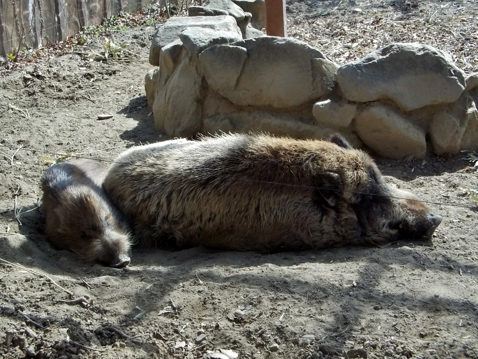 大きくて 優しい 義兄 ～八木山・ニホンイノシシ～ : 孤独と孤高の狭間