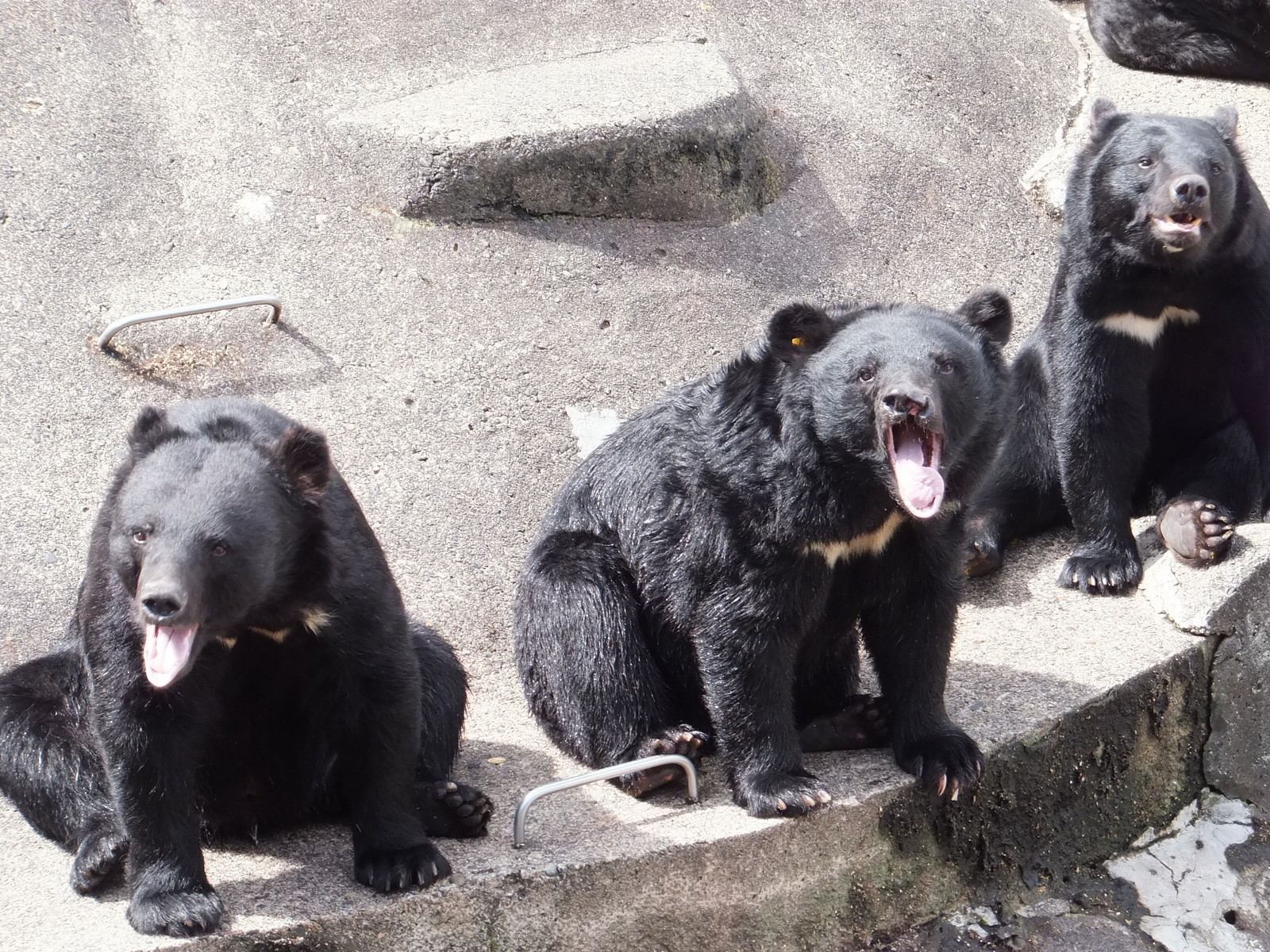 くまくまつきのわ 女子の園 : 孤独と孤高の狭間 其処に羆