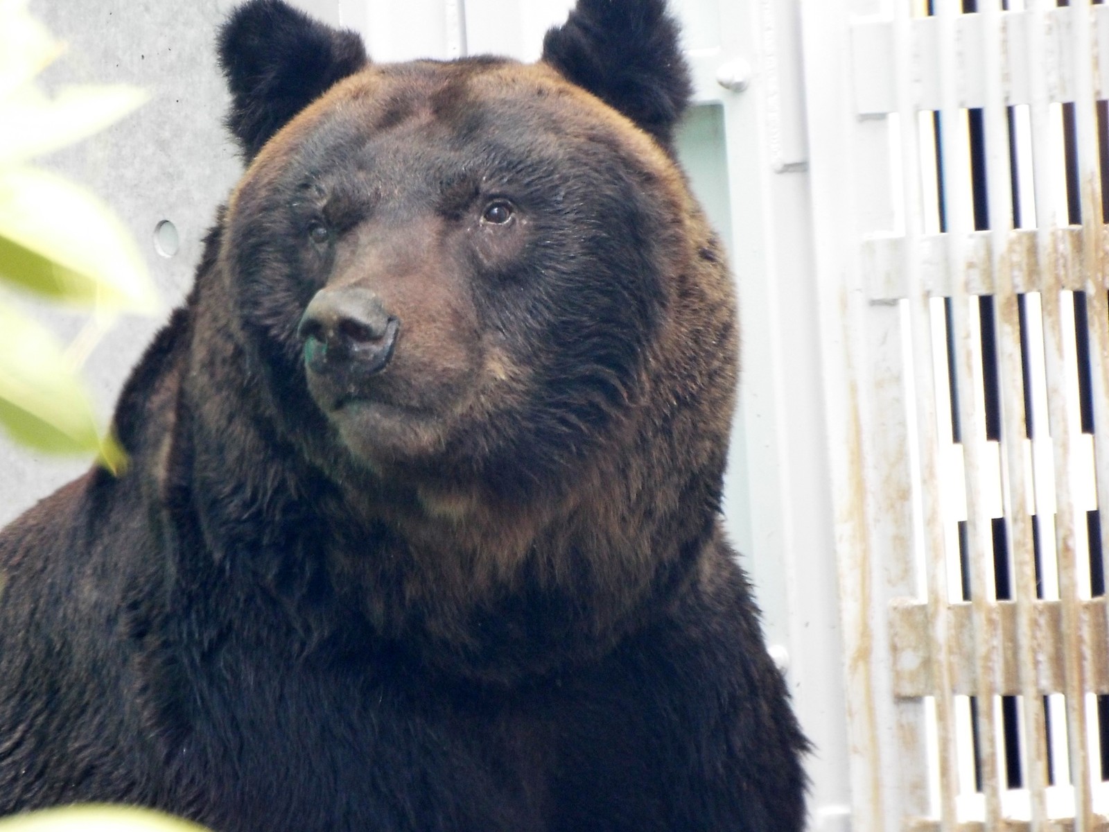 ヒグマの森オープン その1 イナオ 孤独と孤高の狭間 其処に羆 ヒグマの森オープン その1 イナオ 孤独と孤高の狭間 其処に羆