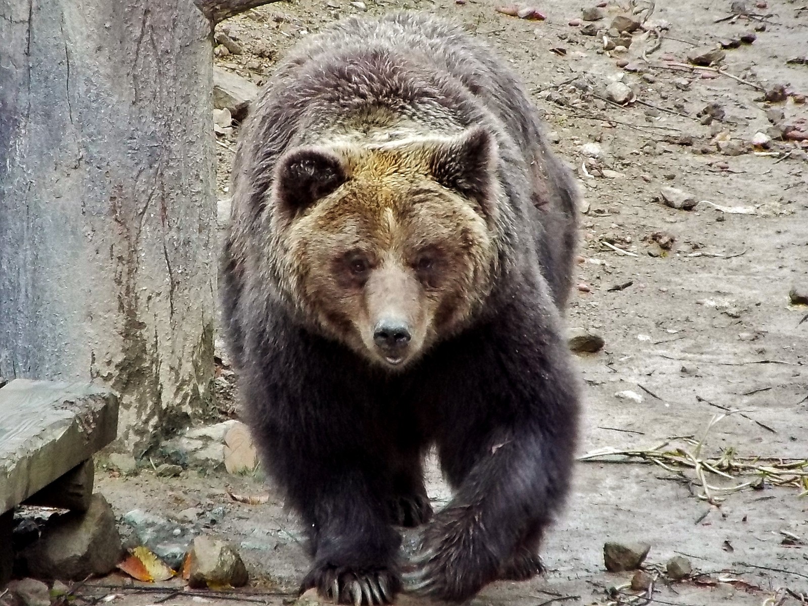 冬眠カウントダウン メスのヒグマたち 阿仁くまくま 17秋 孤独と孤高の狭間 其処に羆