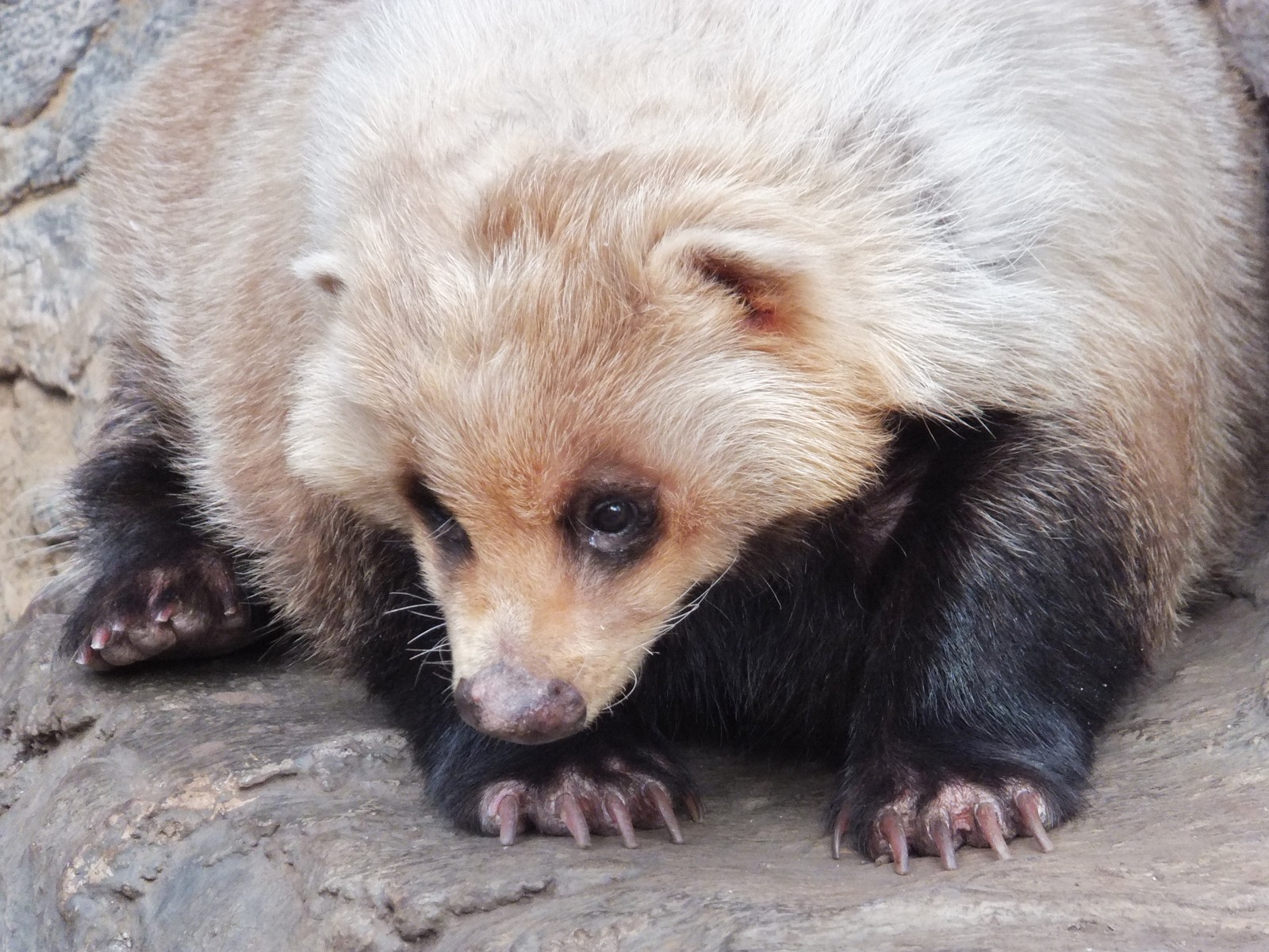 もこもこアナグマさん : 孤独と孤高の狭間 其処に羆