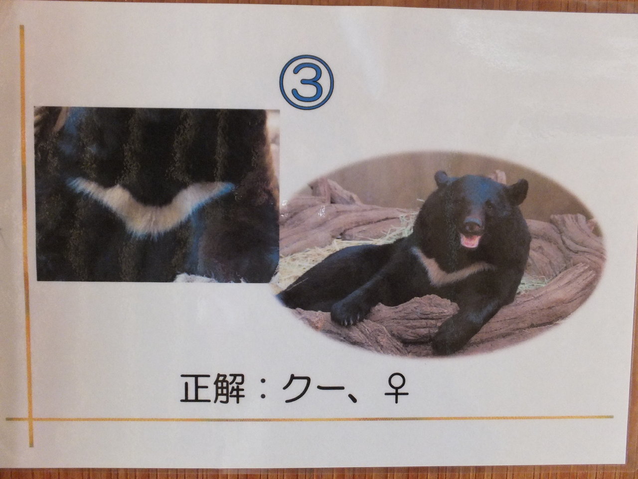 上野で暮らすツキノワグマたち : 孤独と孤高の狭間 其処に羆