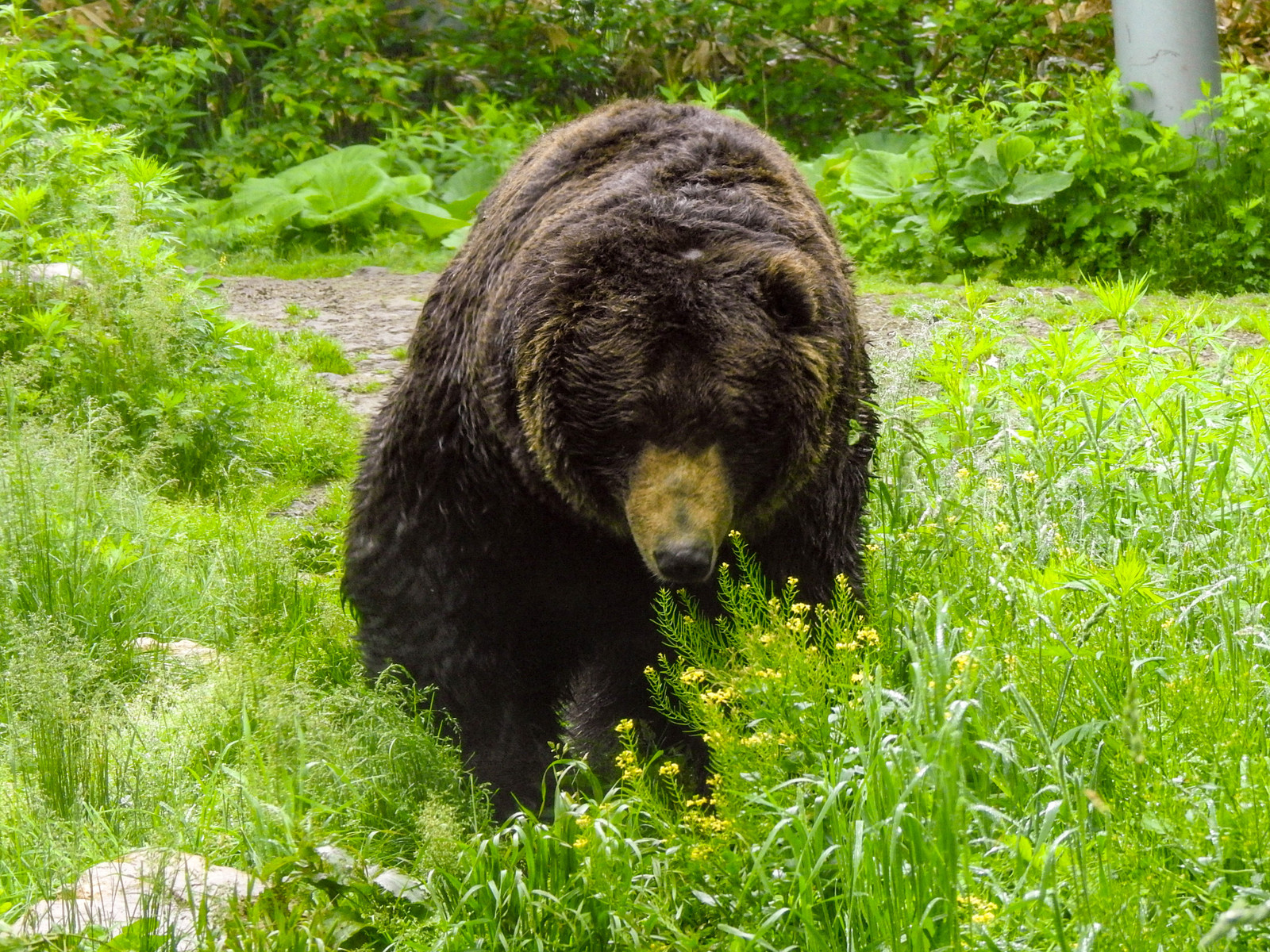ゴン太と花子とアタロウのこと : 孤独と孤高の狭間 其処に羆