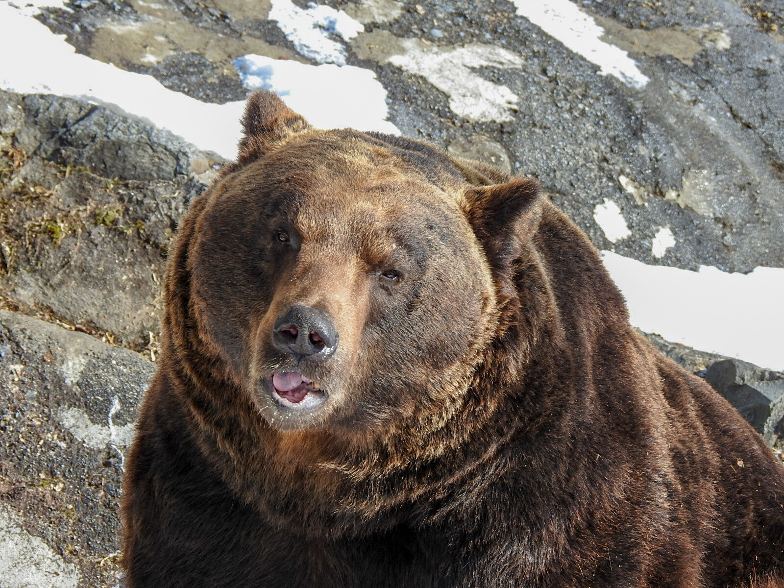 のぼりべつ のオス 前編 降雪のヒグマたち 孤独と孤高の狭間 其処に羆 のぼりべつ のオス 前編 降雪のヒグマたち 孤独と孤高の狭間 其処に羆