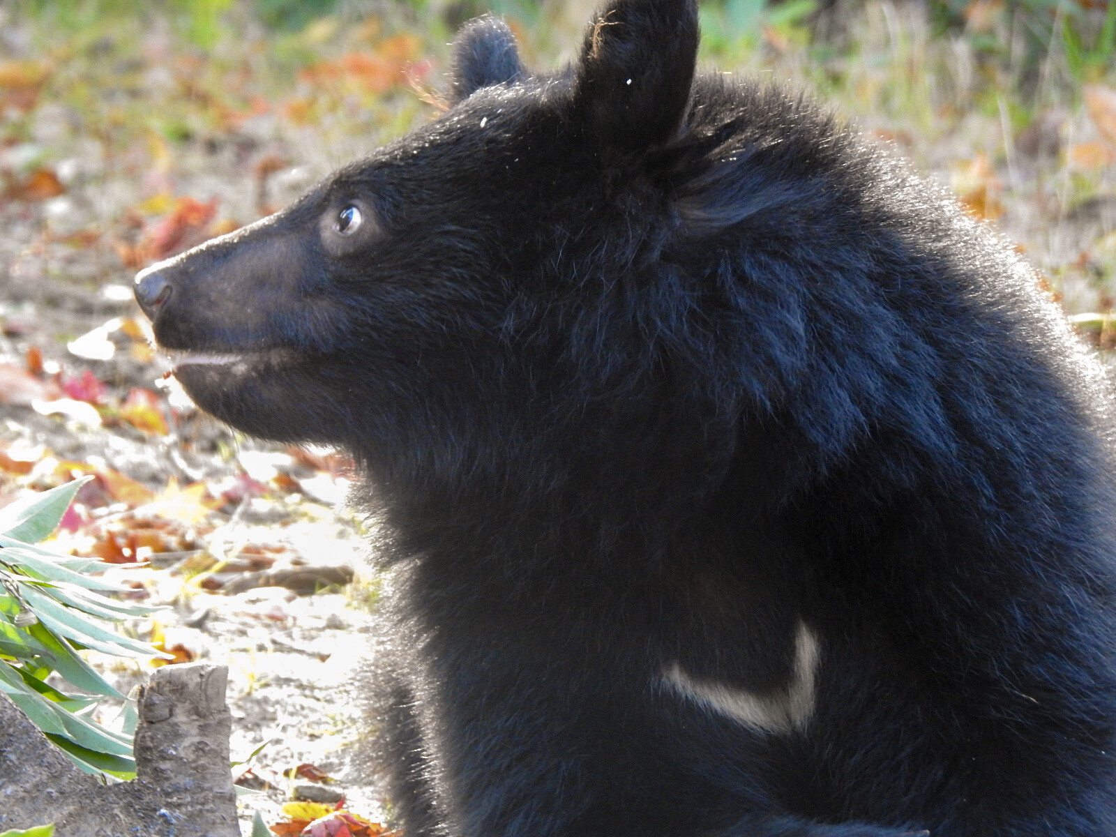アオバくんが0歳のうちに : 孤独と孤高の狭間 其処に羆