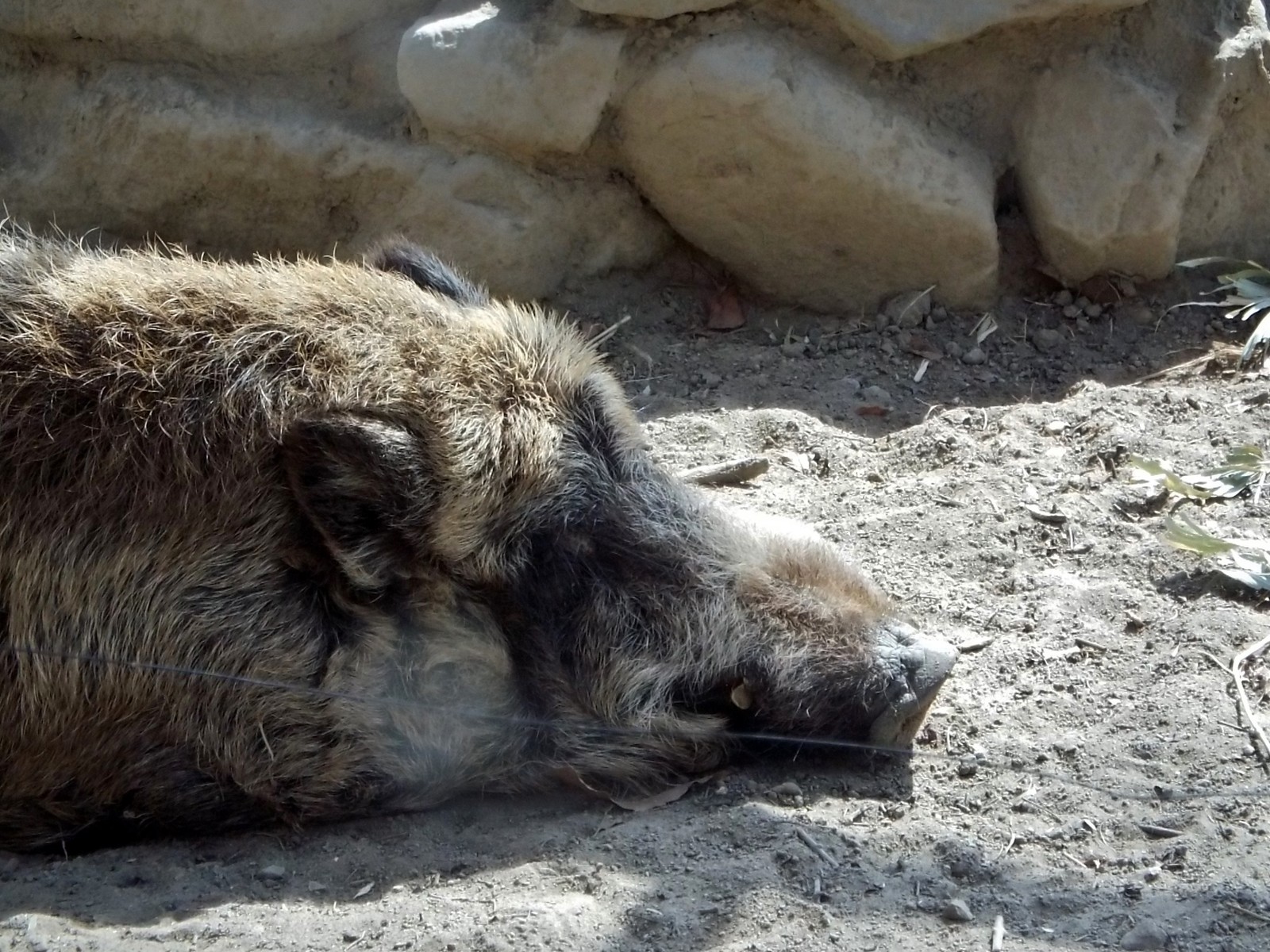 大きくて 優しい 義兄 ～八木山・ニホンイノシシ～ : 孤独と孤高の狭間
