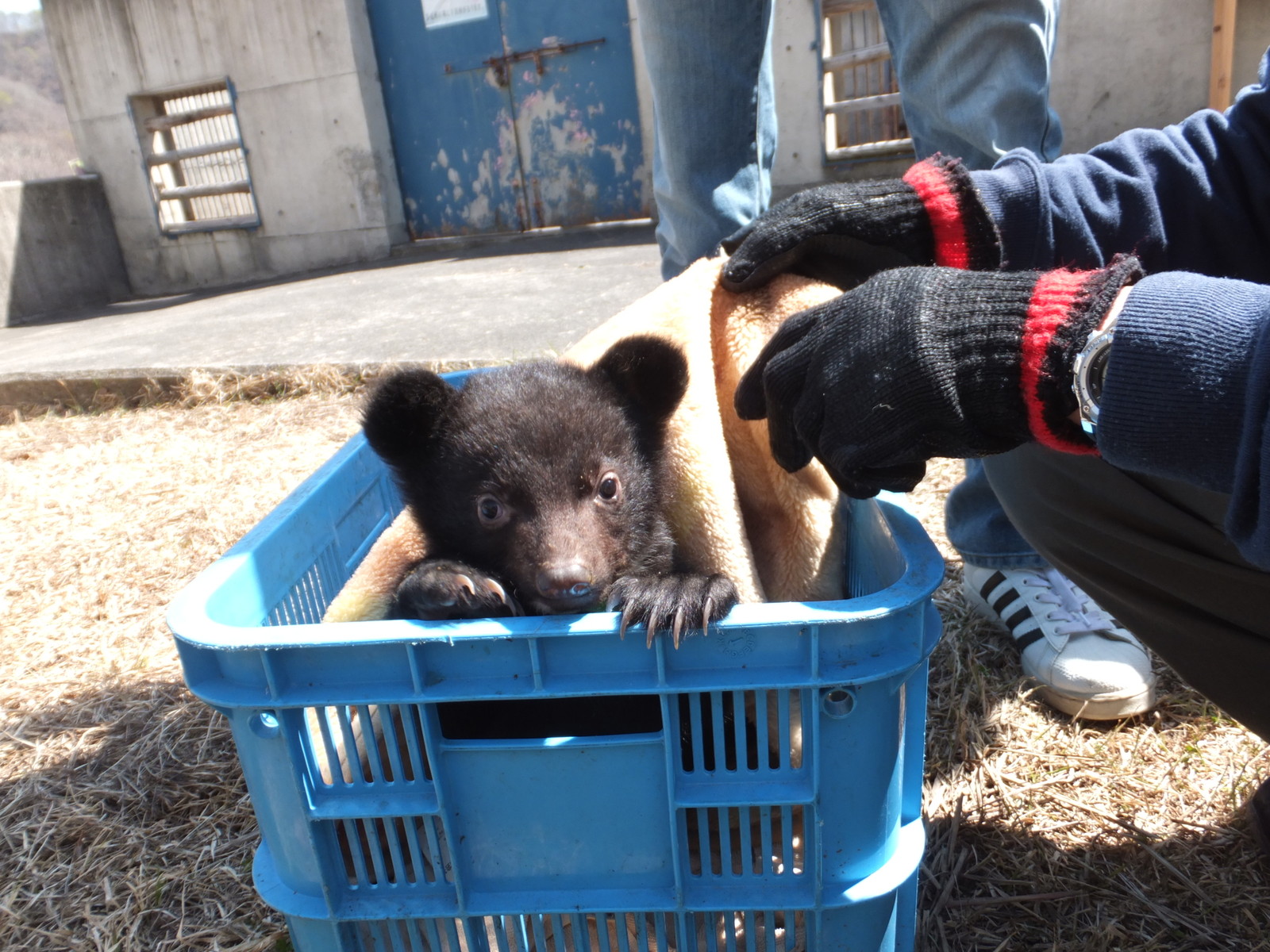 くまの赤ちゃん ふれあい広場 孤独と孤高の狭間 其処に羆 くまの赤ちゃん ふれあい広場 孤独と孤高の狭間 其処に羆