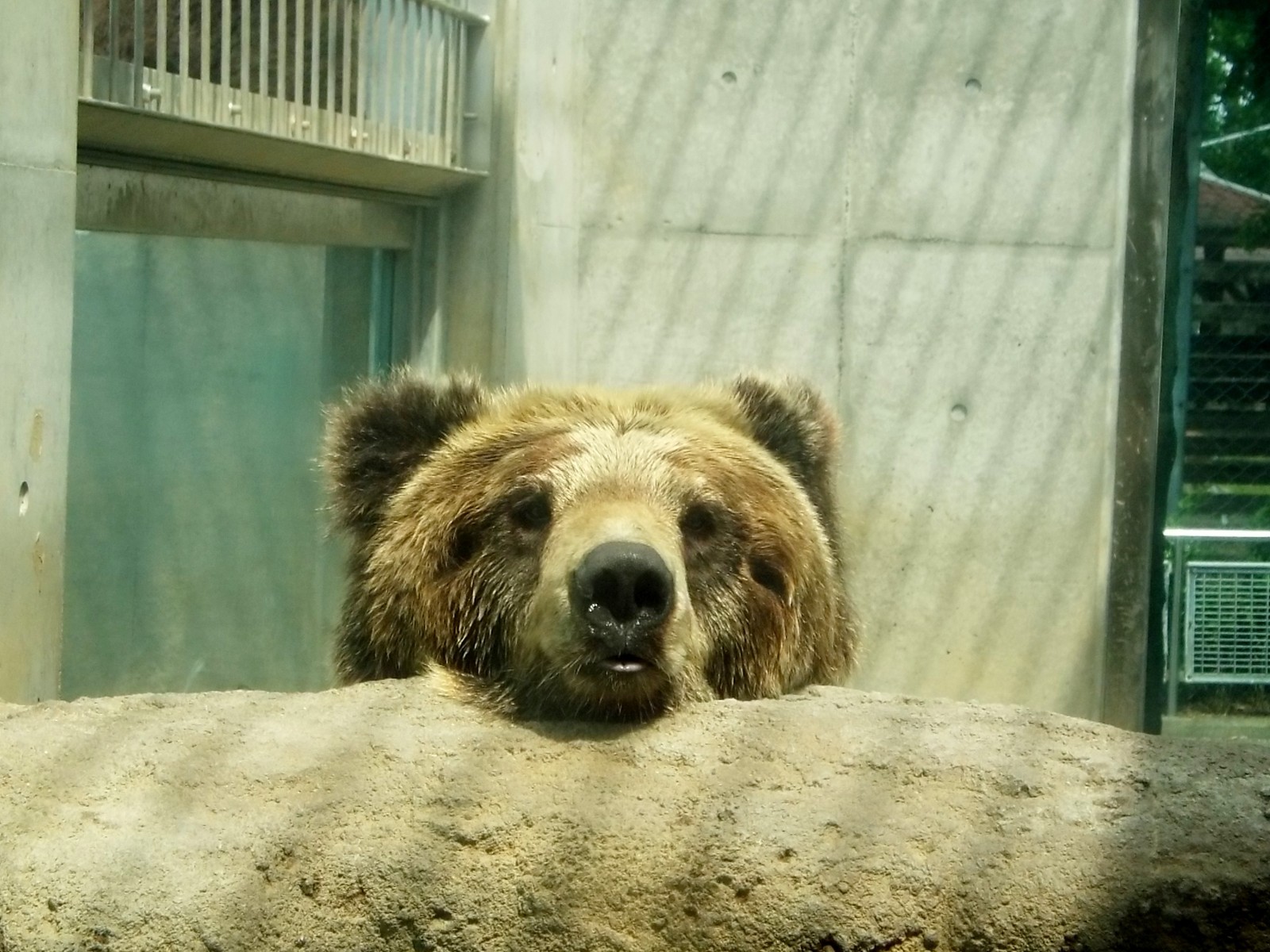 自然体 アヤメ 孤独と孤高の狭間 其処に羆 自然体 アヤメ 孤独と孤高の狭間 其処に羆