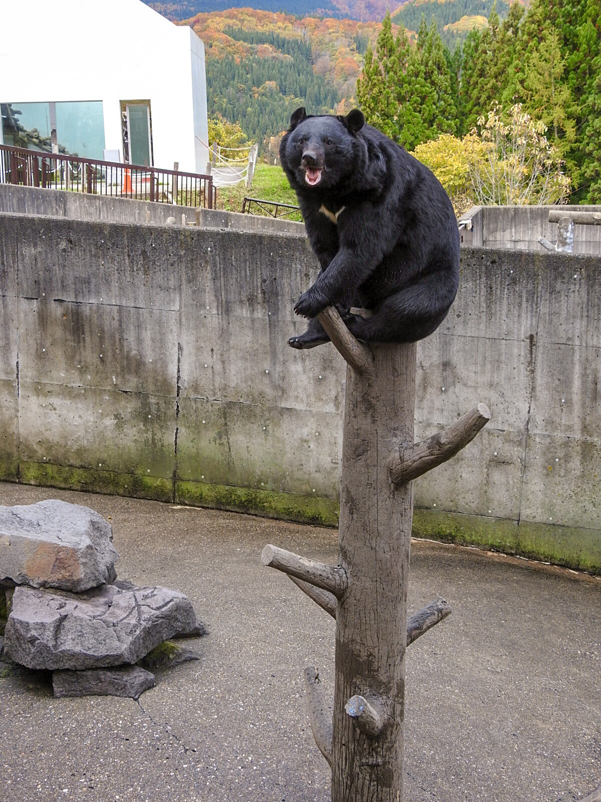 逢えた月の輪、逢えなかった月の輪 ～くまくま園 2020年秋～ : 孤独と