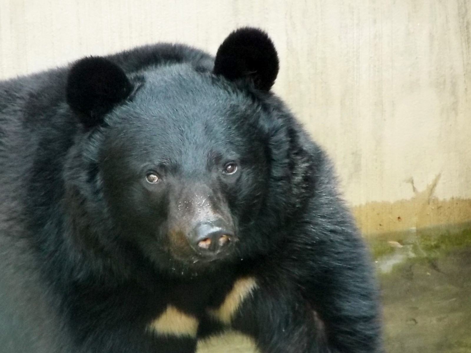 ツキノ輪クマ魔除け.災難除け.胆｜ファッション小物