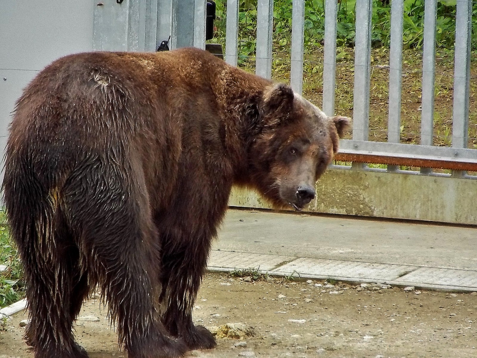コウジの変貌 阿仁くまくま 夏17 孤独と孤高の狭間 其処に羆