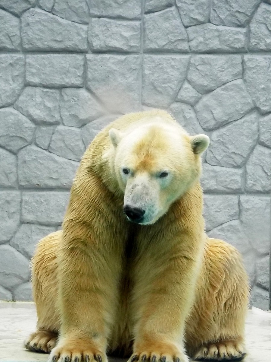 26-161127russiy