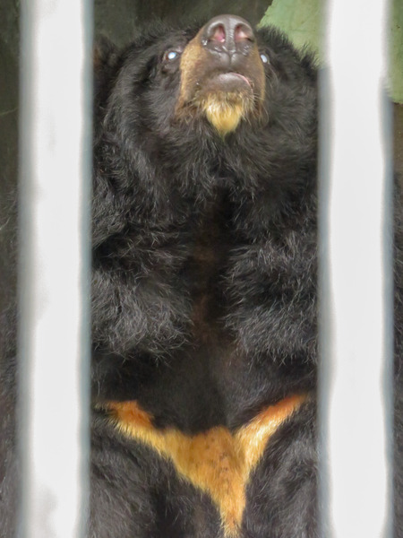 16-190827tiki