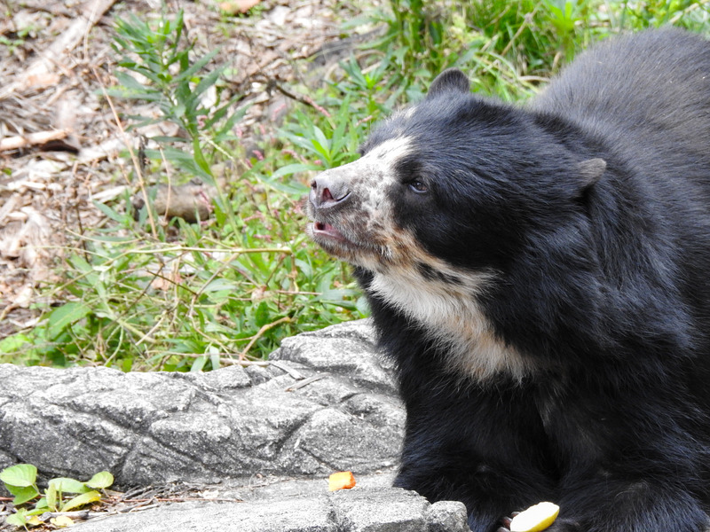 メガネグマ 孤独と孤高の狭間 其処に羆