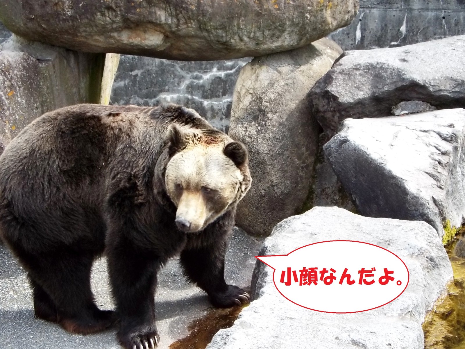 そこはかとなく、味わい深し ～グーちゃん～ : 孤独と孤高の狭間