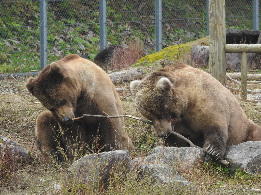 くまぴこ DCC-0168B daccocco くま - シナダオンラインショップ